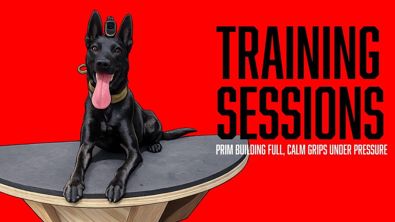Protection Dog Training: Building Full, Calm Grips Through Environmental Pressure with Prim