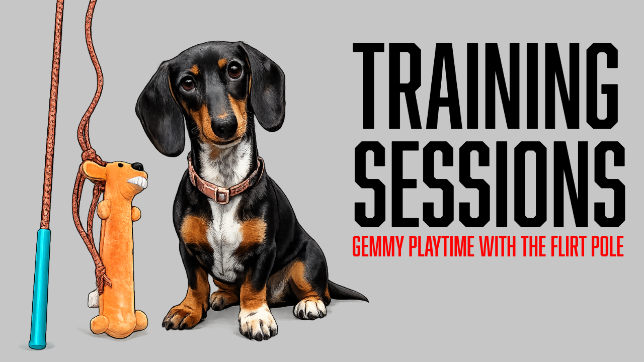 Building Engagement Through Play | Board &amp; Train Gemmy