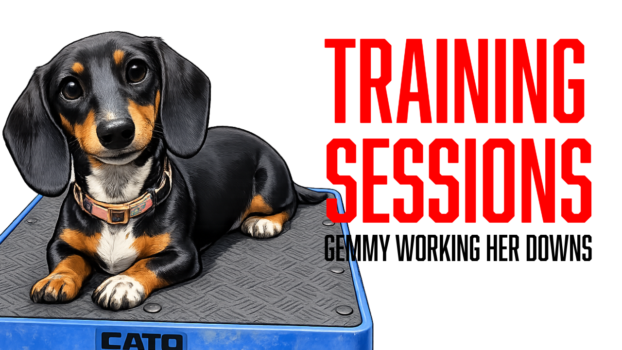 Teaching the Down Command | Board &amp; Train Gemmy's Next Step in Obedience Training