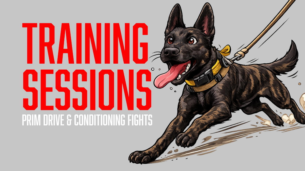 Building Bite Power and Commitment | Raise &amp; Train Prim's Protection Dog Conditioning Session