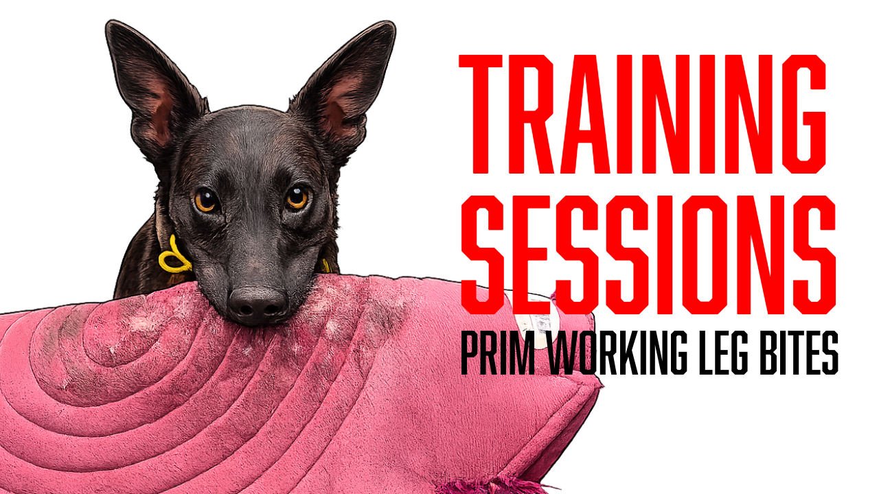 Teaching Secondary Targeting in Protection Dog Training | Raise &amp; Train Prim