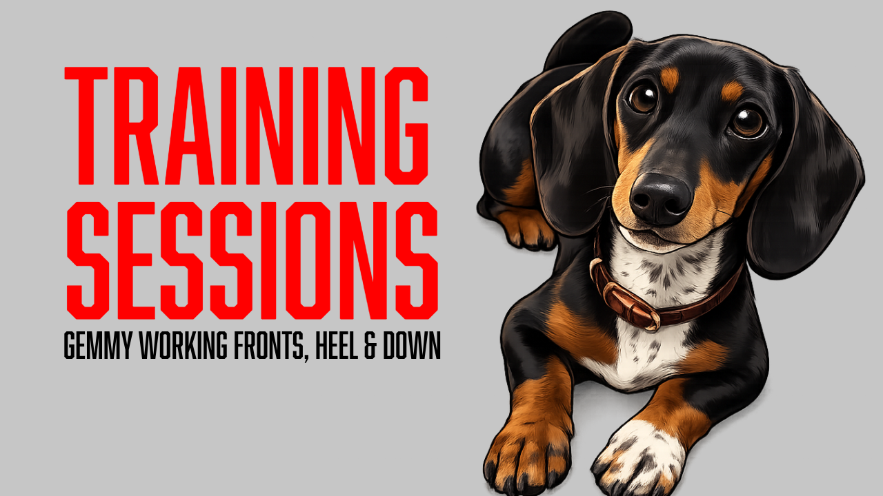 Building a Reliable Recall Through Front Position and Heel Transitions