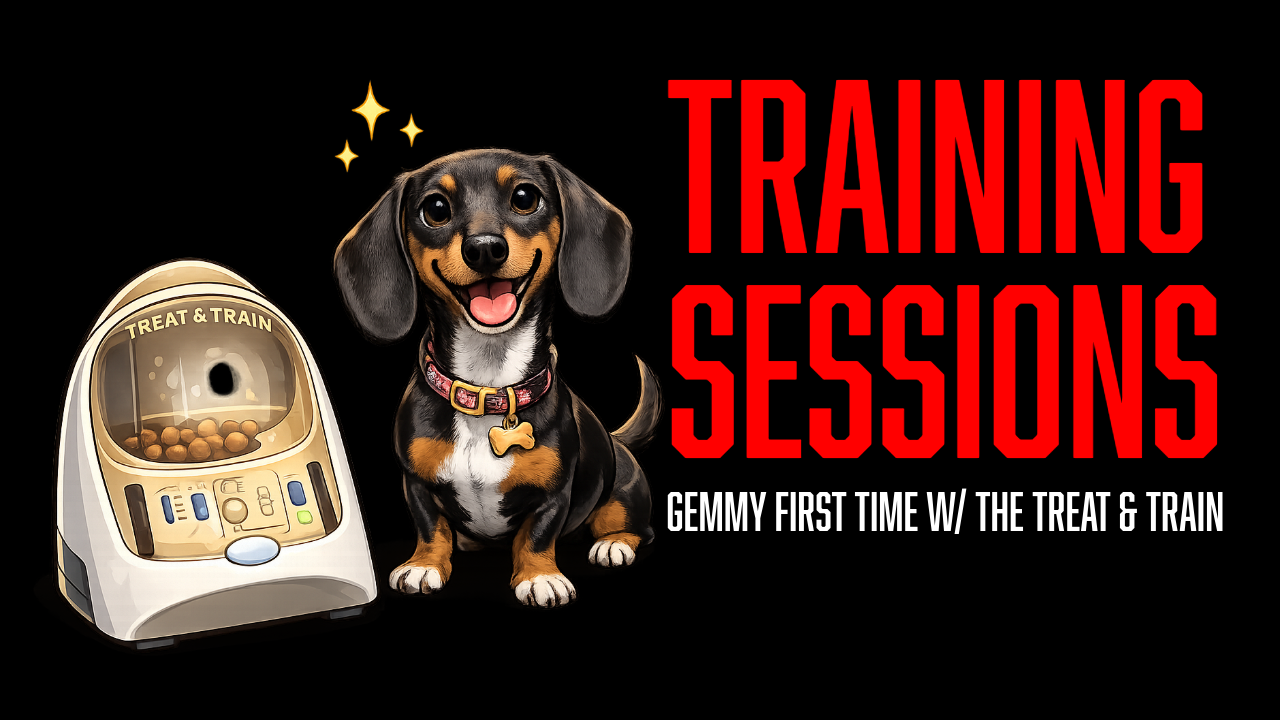 Board and Train Puppy Training: Introducing the Treat &amp; Train with Gemmy