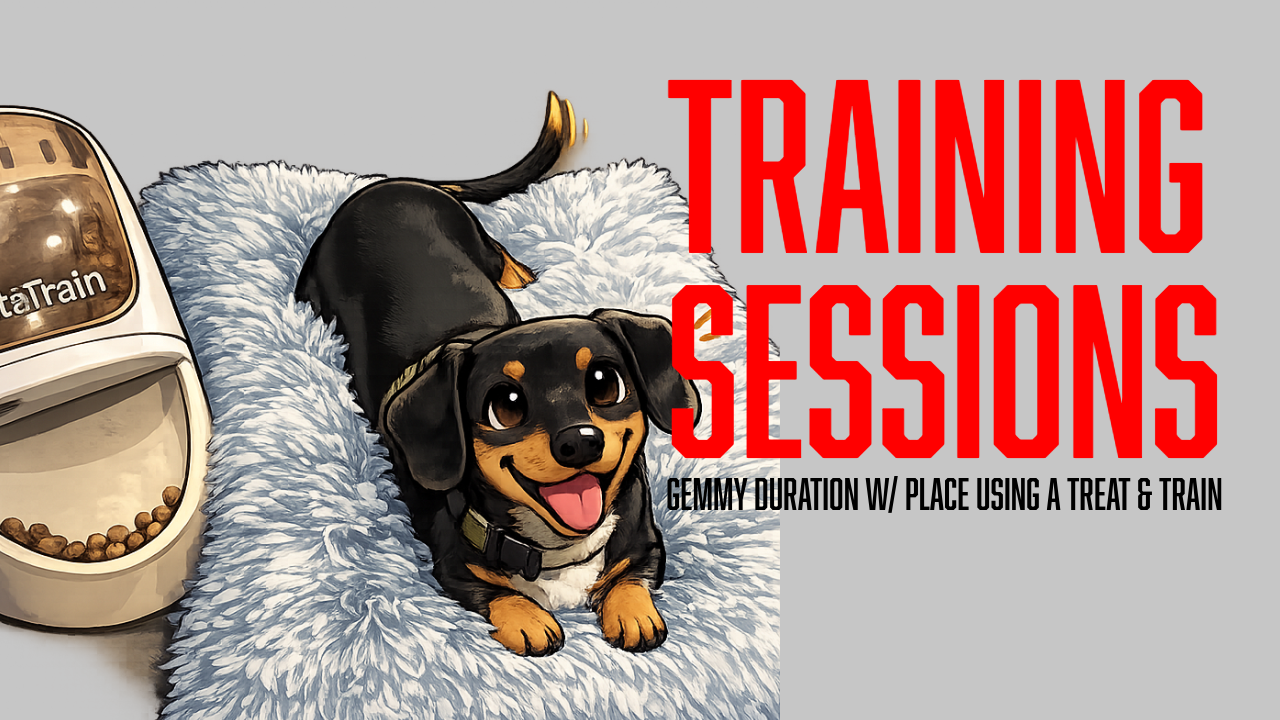 Board &amp; Train Puppy Training: Building Duration on the Place Command with the Treat &amp; Train