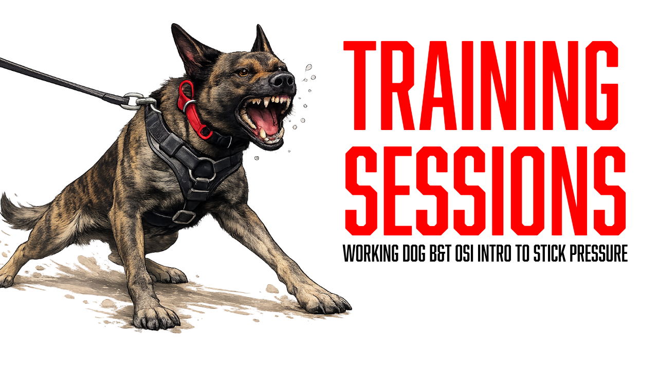 Working Dog Training: Building Bite Engagement and Introducing Pressure with Osi
