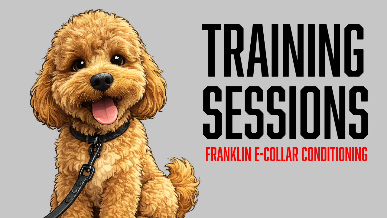 How We Introduced Franklin to Low-Level E-Collar Training
