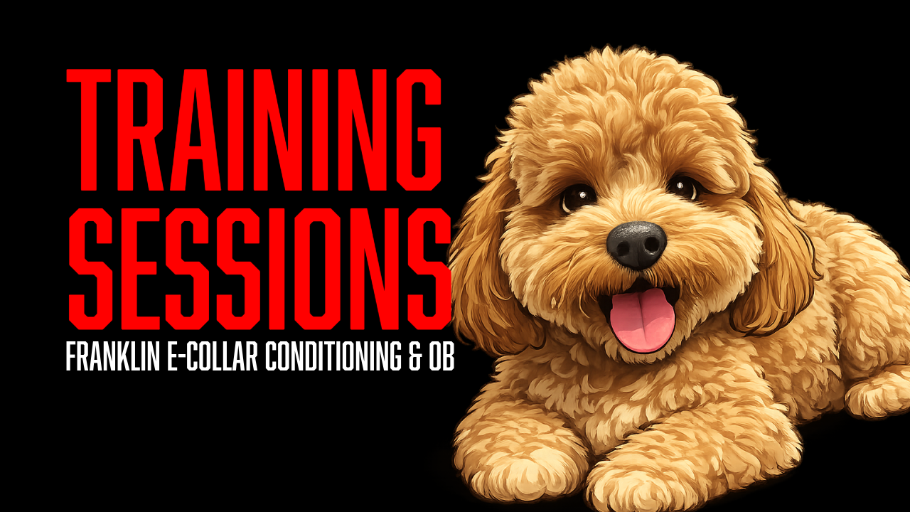 Using the E-Collar as a Gas Pedal and Brake in Dog Obedience Training