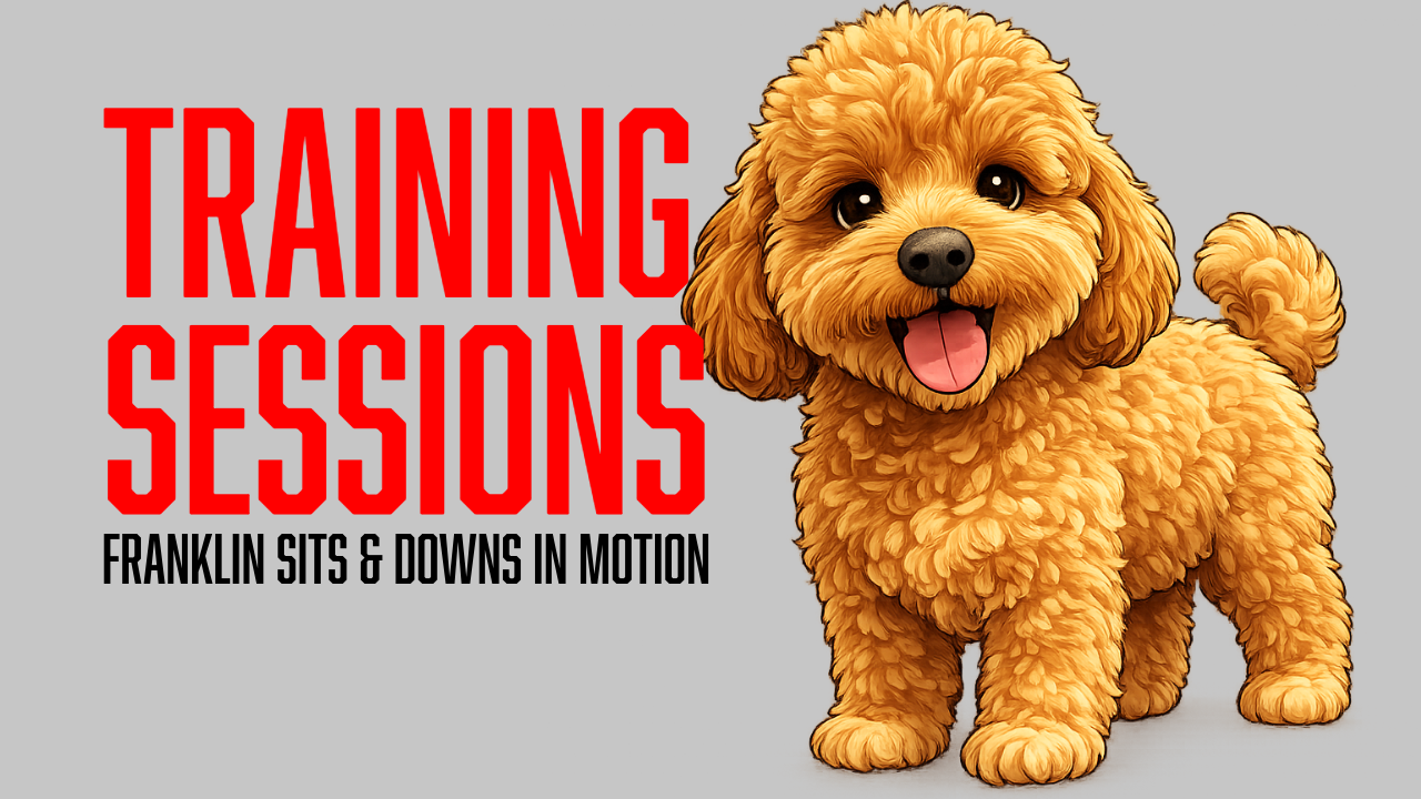 Building Franklin’s Confidence Through Loose Off-Leash Obedience Training