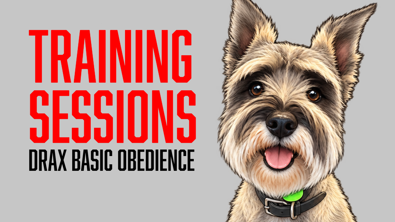 Building Reliable Obedience: Drax's Progress with Duration Training