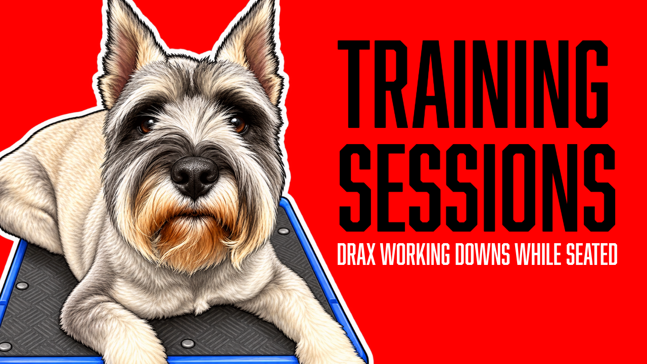 Teaching a Reliable Down Stay for Real-World Success
