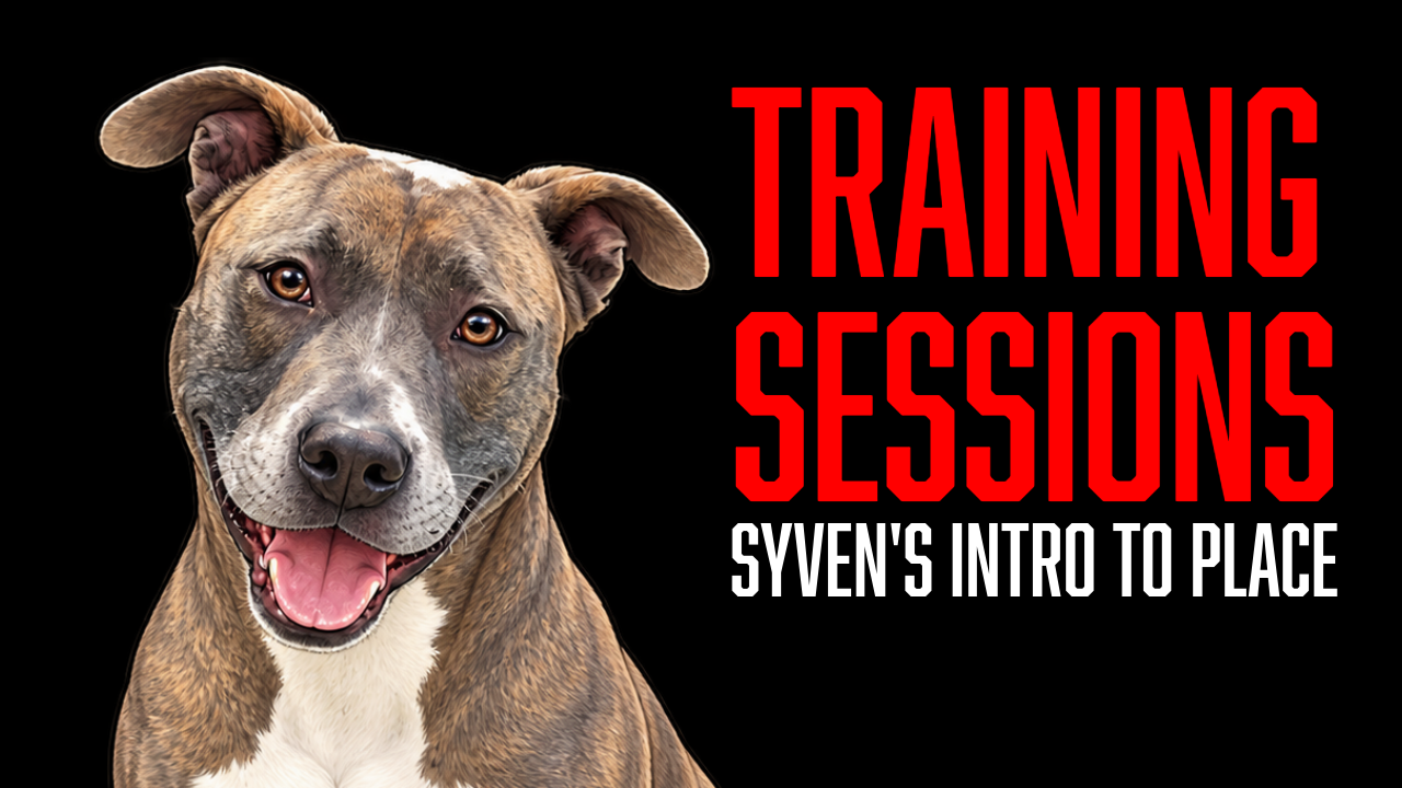 Introducing the Place Command to Syven: Building a Positive Foundation After the Shelter