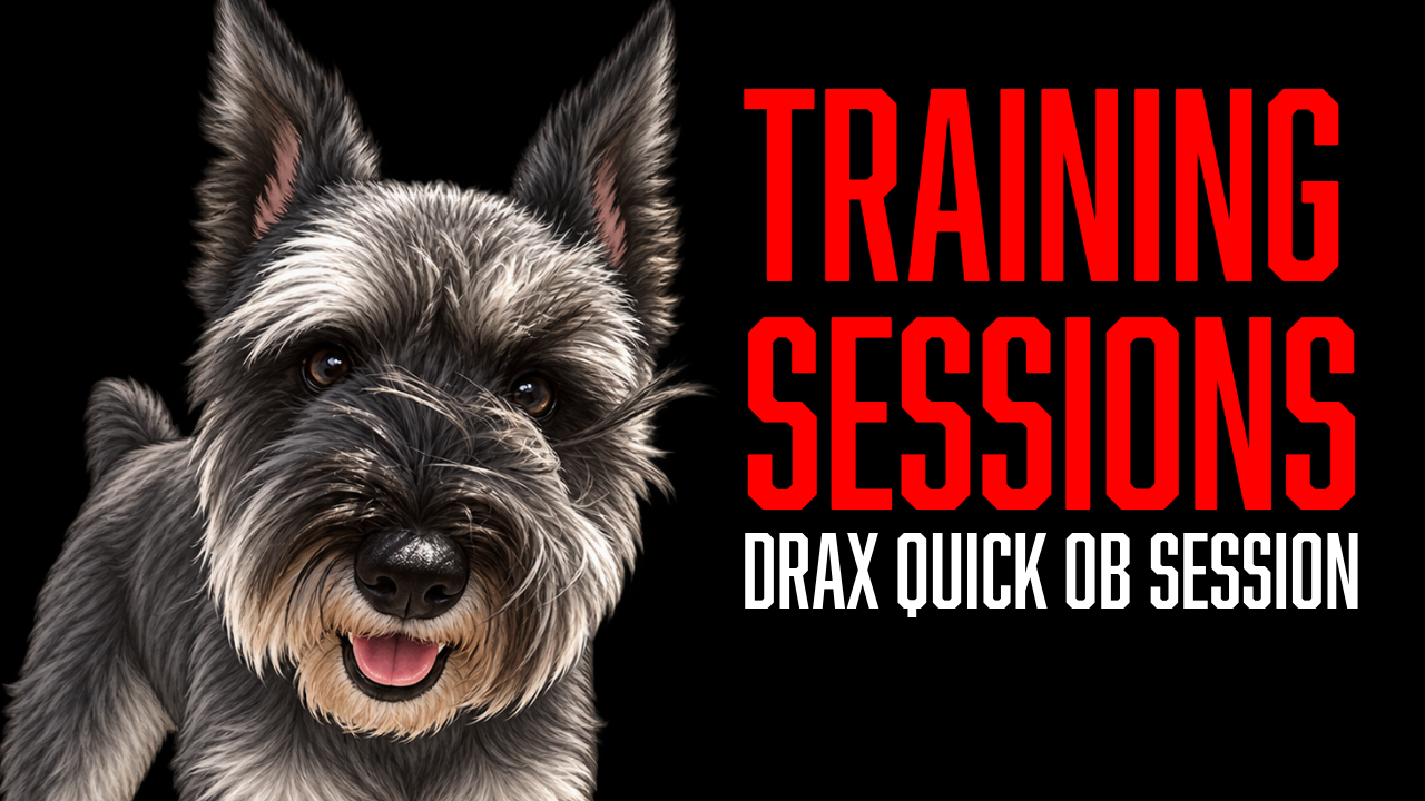 Off-Leash Obedience with Drax: Keeping a Smart Dog Engaged