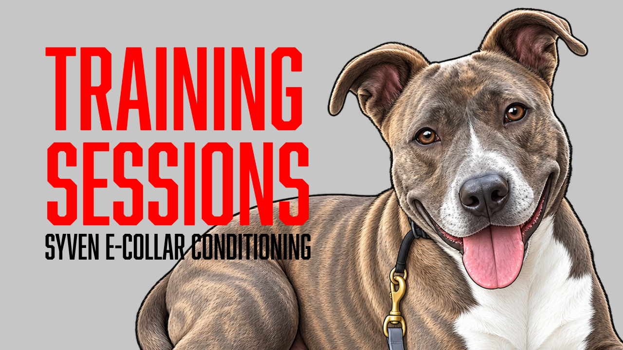 Building Toward Off-Leash Freedom: E-Collar Conditioning with Syven