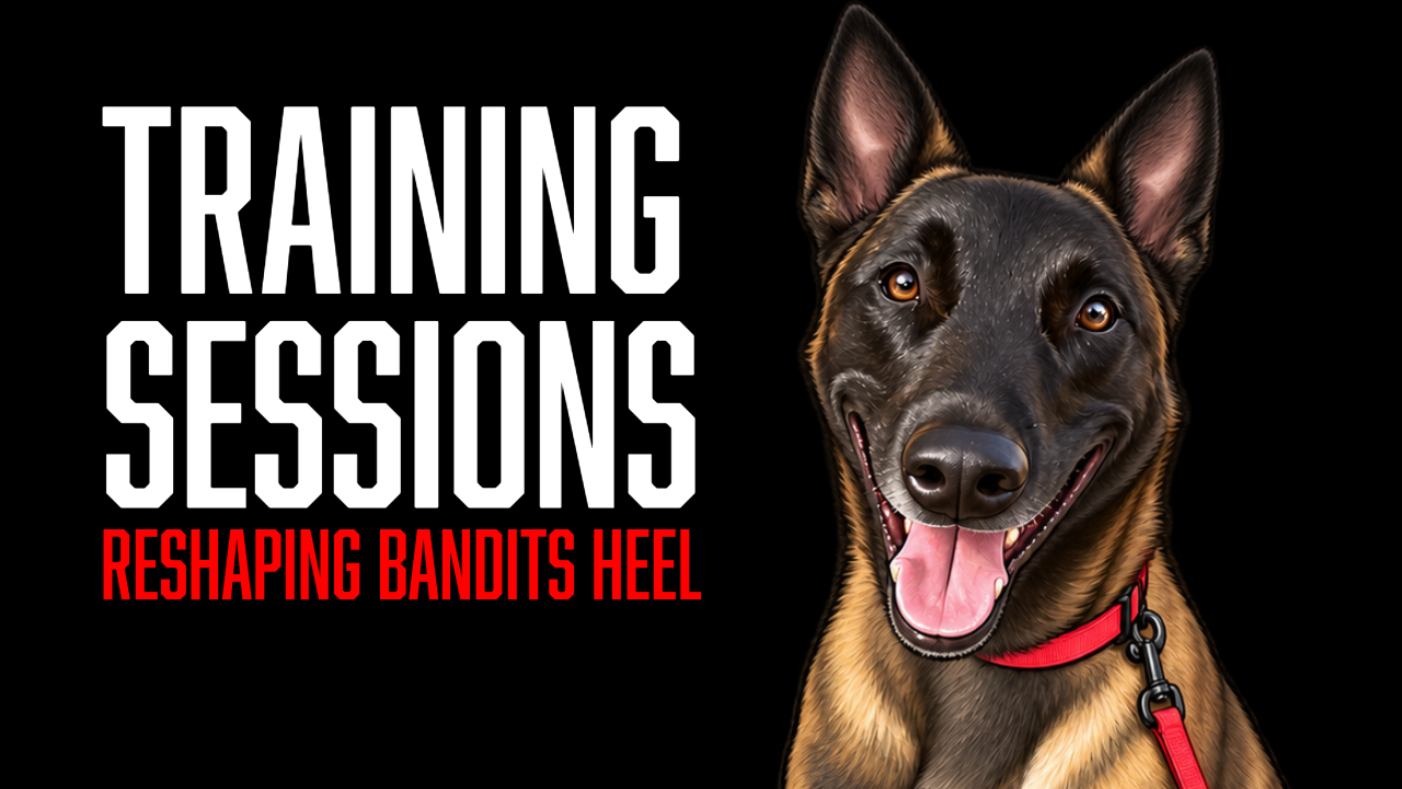 Bandit’s Focused Heel: Building Better Engagement Around Distractions