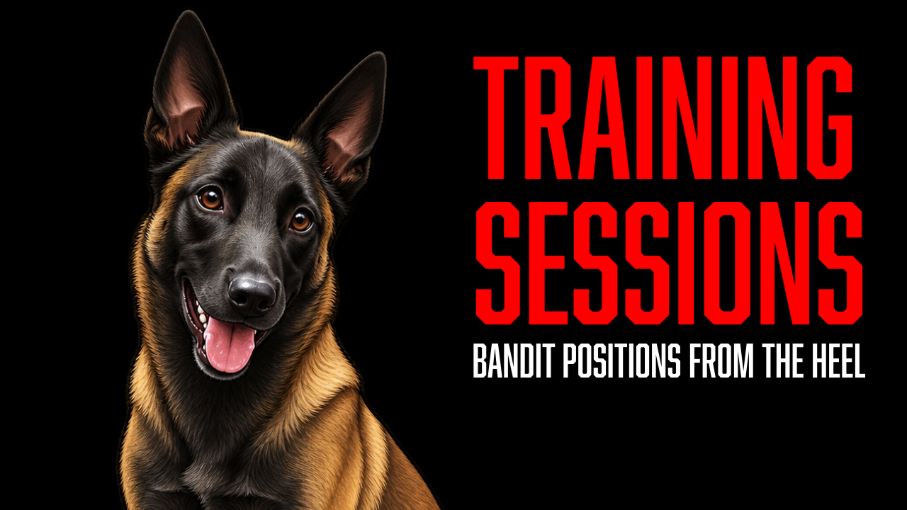 Bandit Builds More Precision in His Heel Position and Static Obedience
