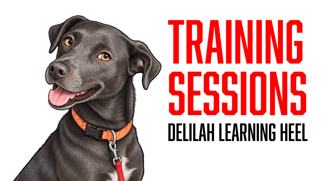 Delilah Starts Building Her Heel Foundation Through Positive Reinforcement