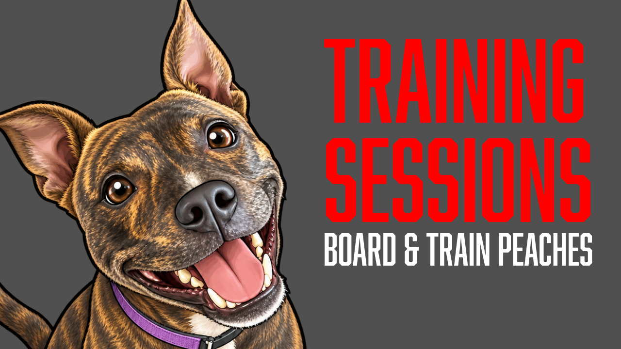 Meet Peaches: Starting Her Board and Train Journey at Primal Canine