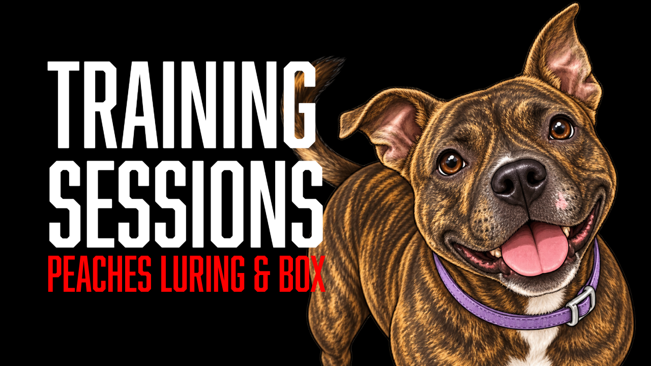 Peaches Builds Focused Heel, Rear-End Awareness, and Position Work