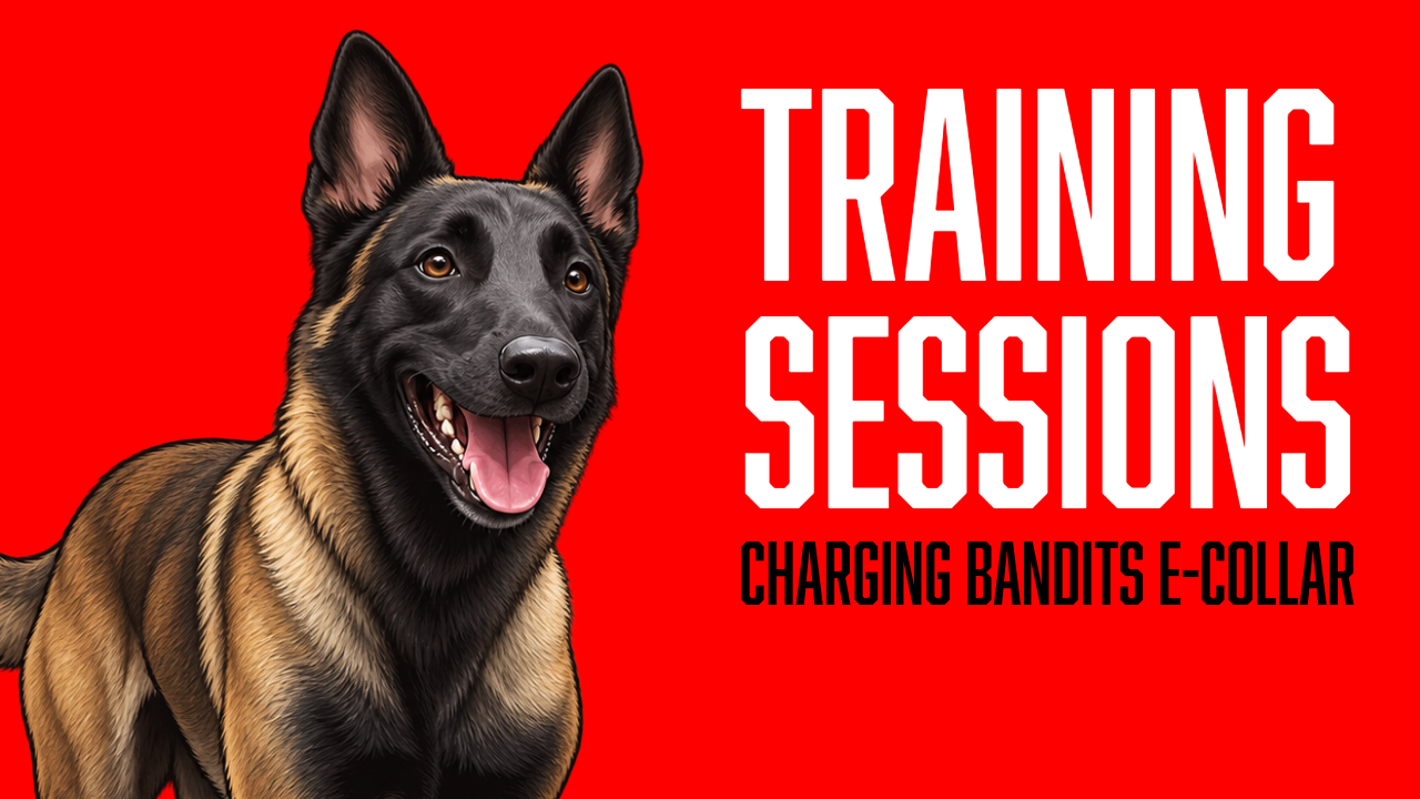 Bandit Begins Positive E-Collar Reloading for Better Engagement and Communication