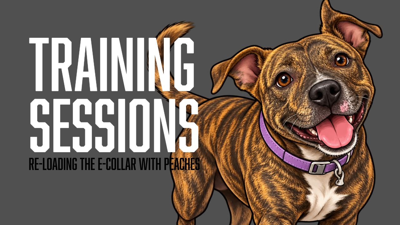 Peaches Begins Positive E-Collar Reloading With Place and Recall