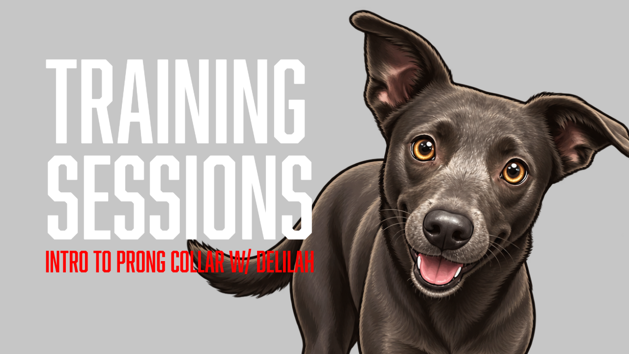 Delilah Starts Prong Collar Training to Improve Loose-Leash Walking