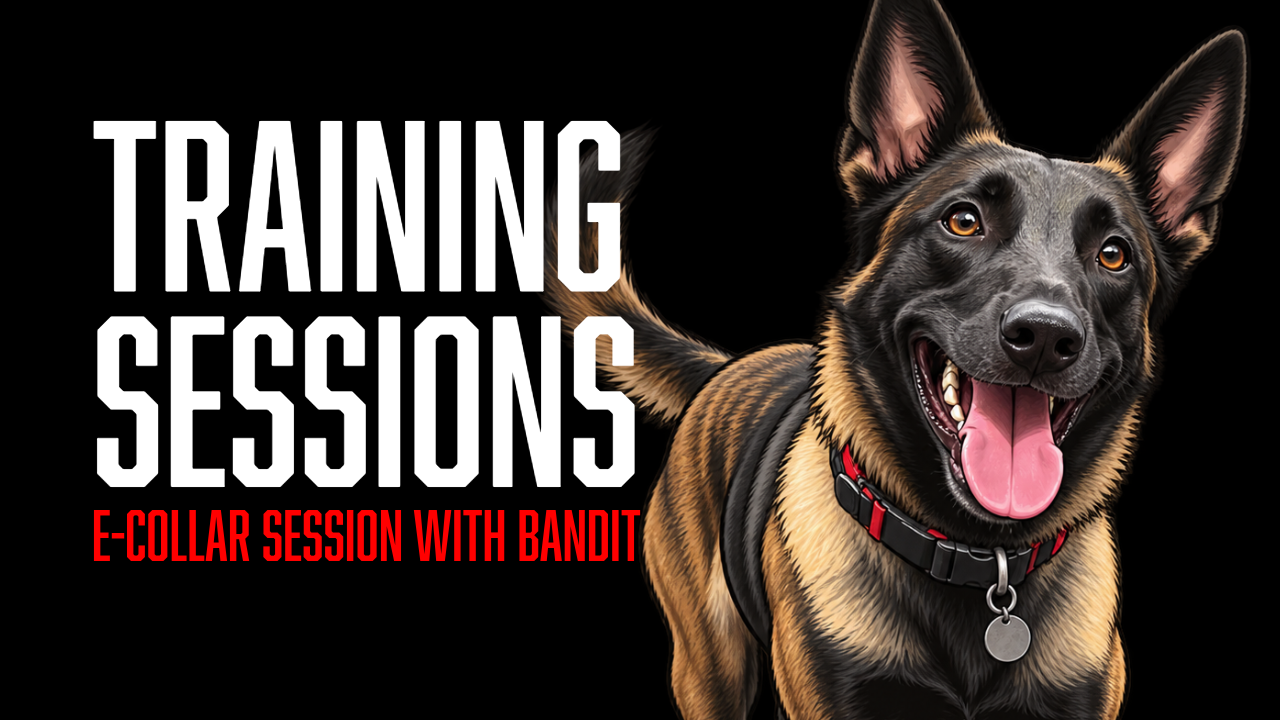 Bandit Builds True Off-Leash Reliability With E-Collar Guidance