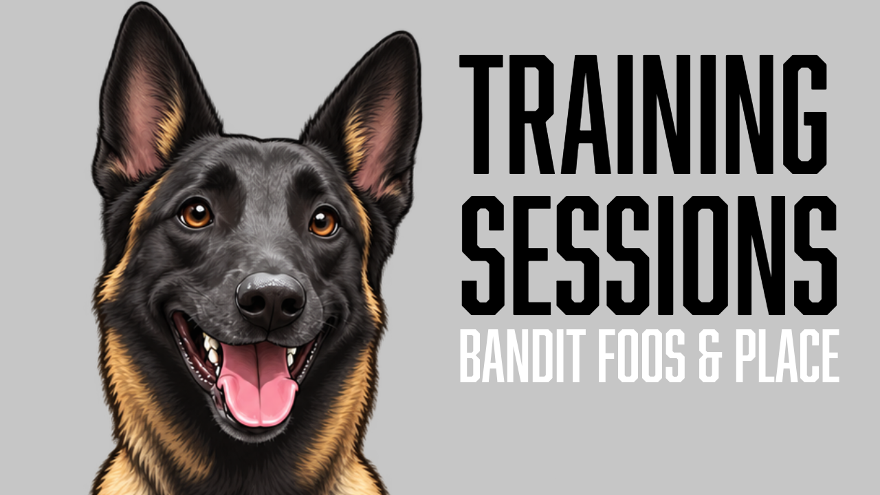 Bandit Builds Clearer E-Collar Communication and a Stronger Focused Heel Off Leash