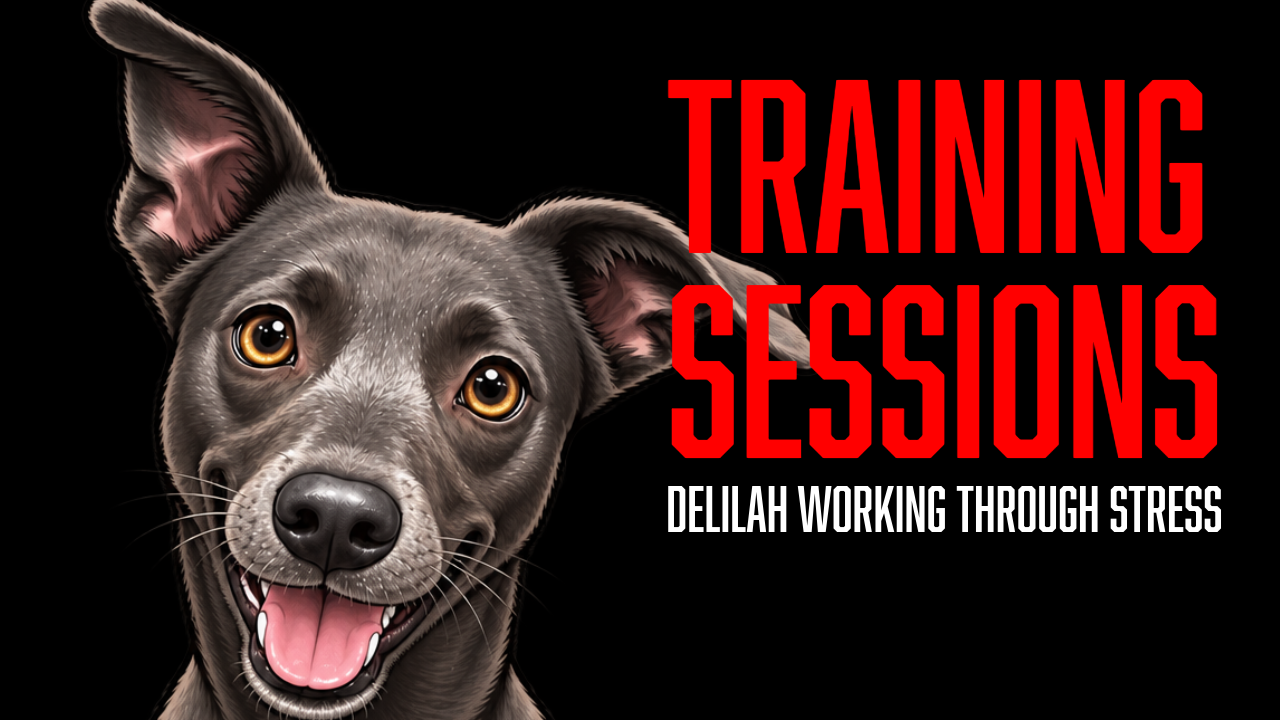 Helping Delilah Recover From Stress and Build More Resilience