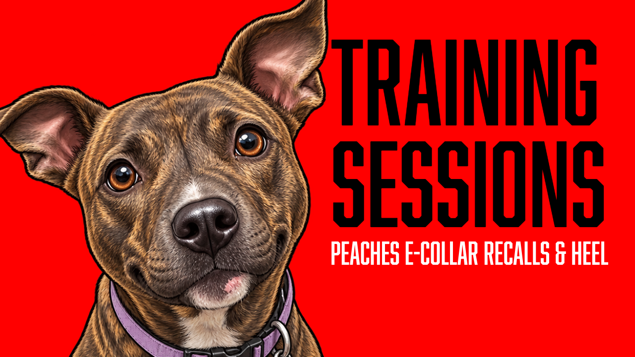 Peaches Builds Off-Leash Recall, Heel Work, and Cleaner Positions