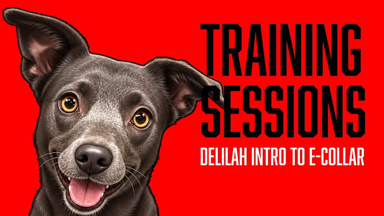 Introducing the E-Collar to an Anxious Dog: Delilah’s Training Progress