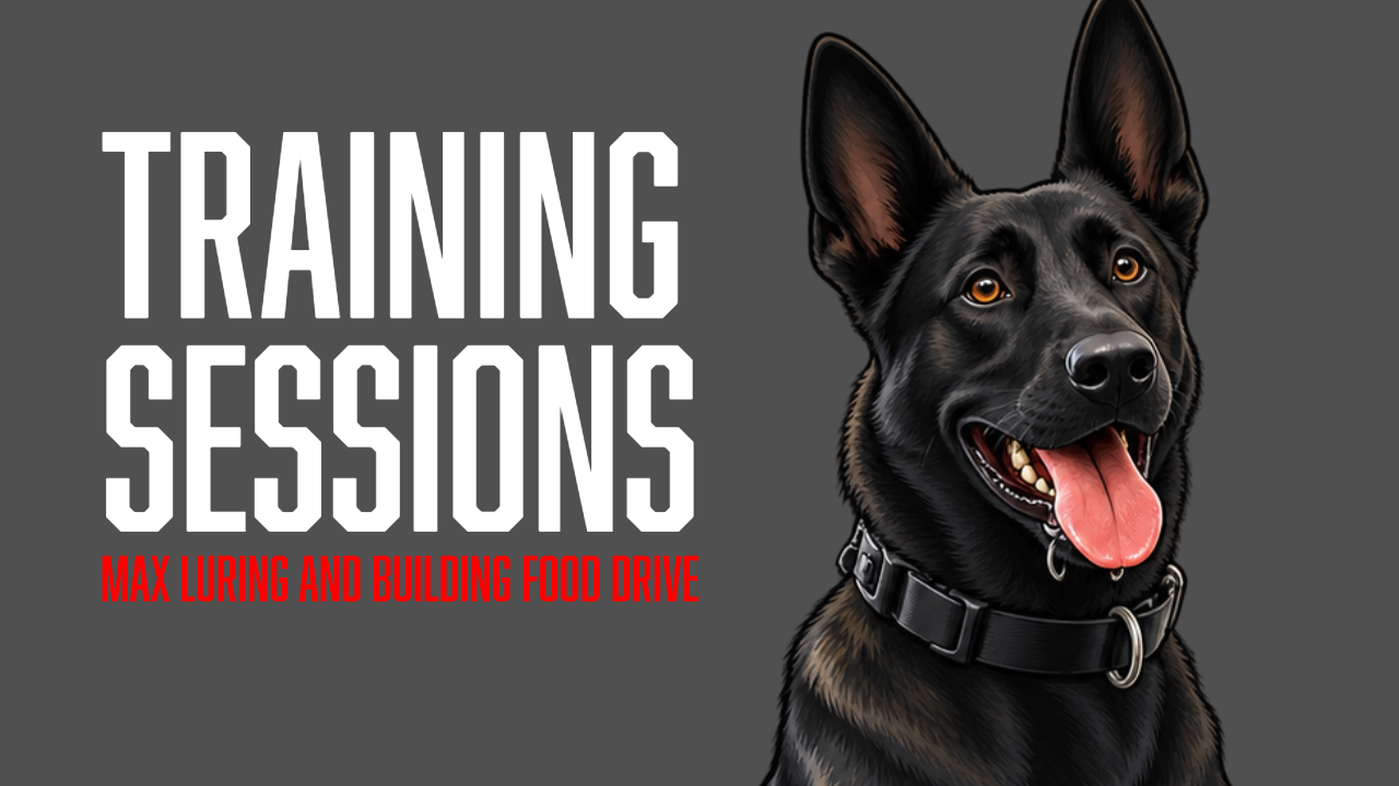 Building Max’s Obedience With Food Luring and a Reward Hierarchy