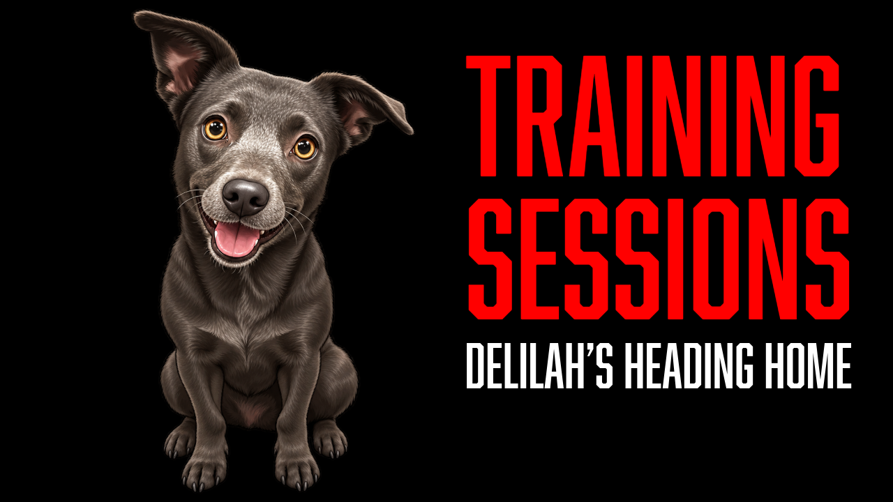 What Happens After Board and Train? Delilah’s Next Phase Is Building Confidence