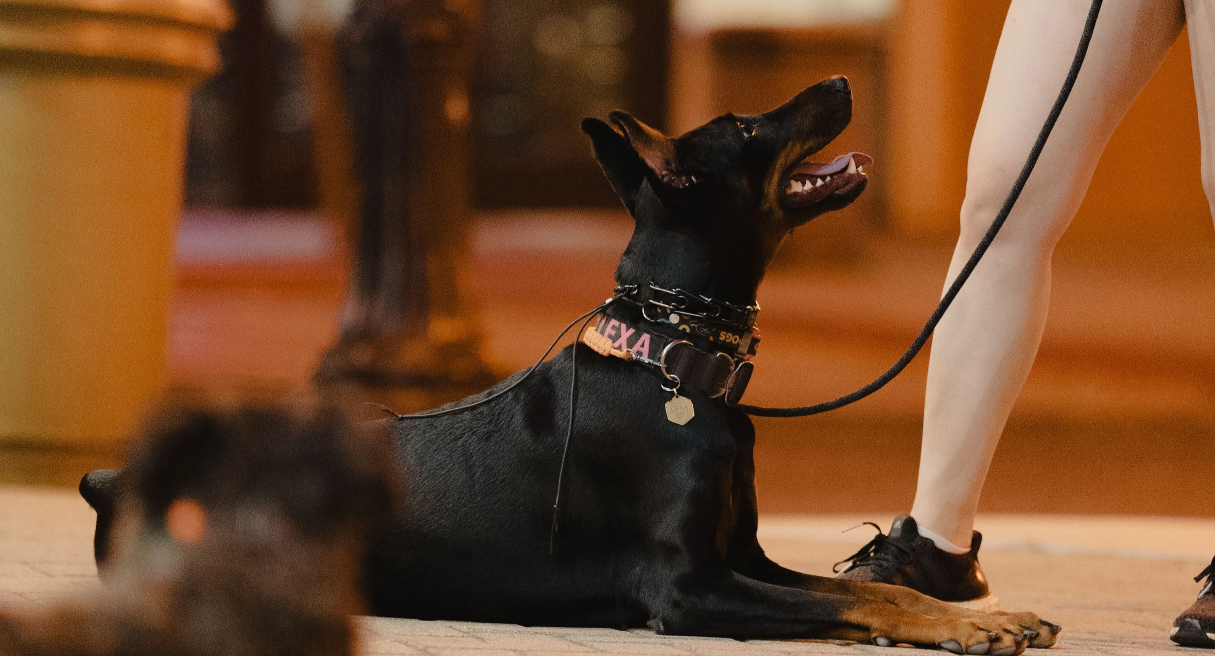 focus at dog training group class in San Jose ca Primal Canine