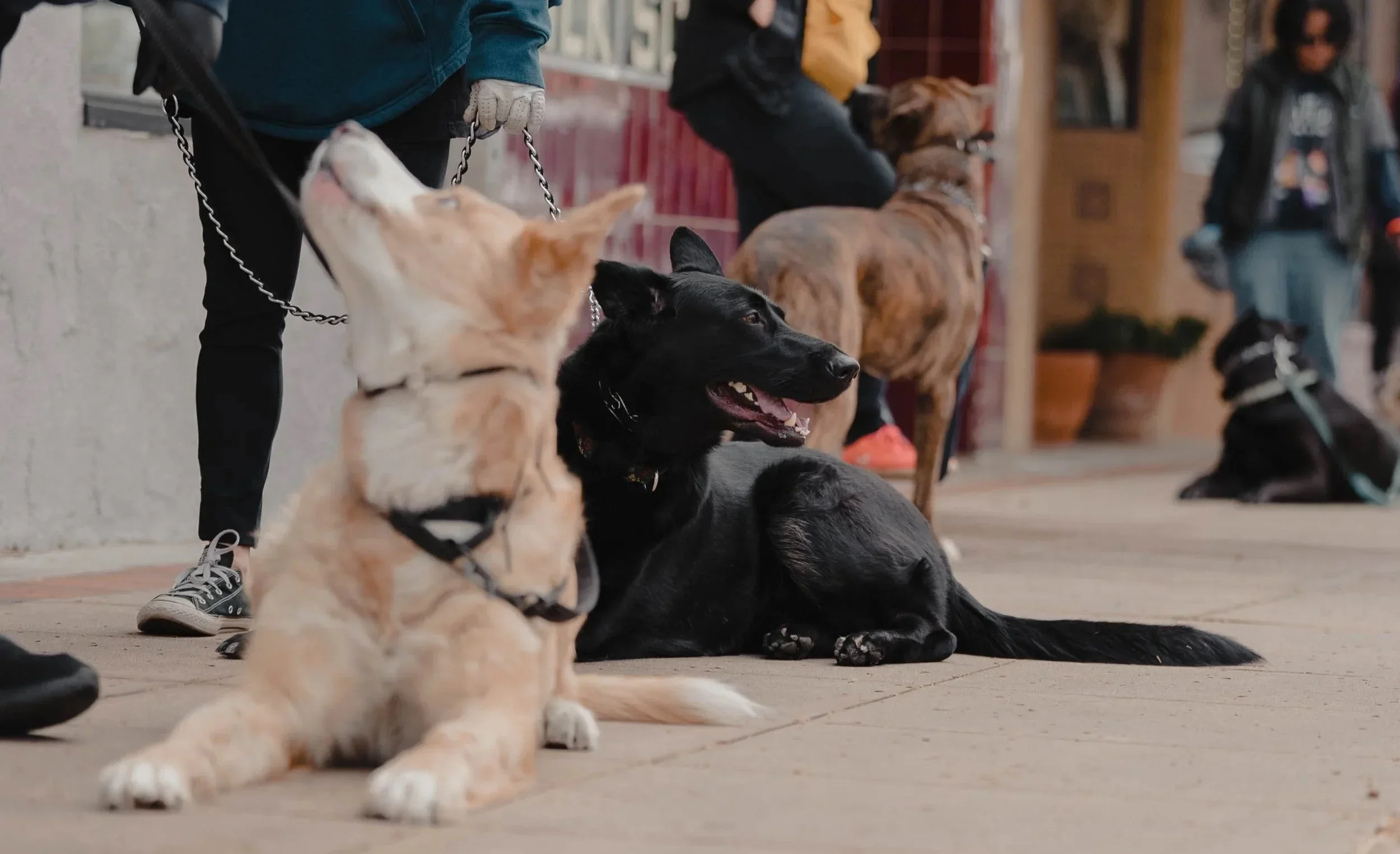 Board and train dog practicing a down in Gilroy CA