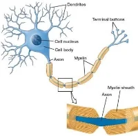 Myelin sheath aligning nerve