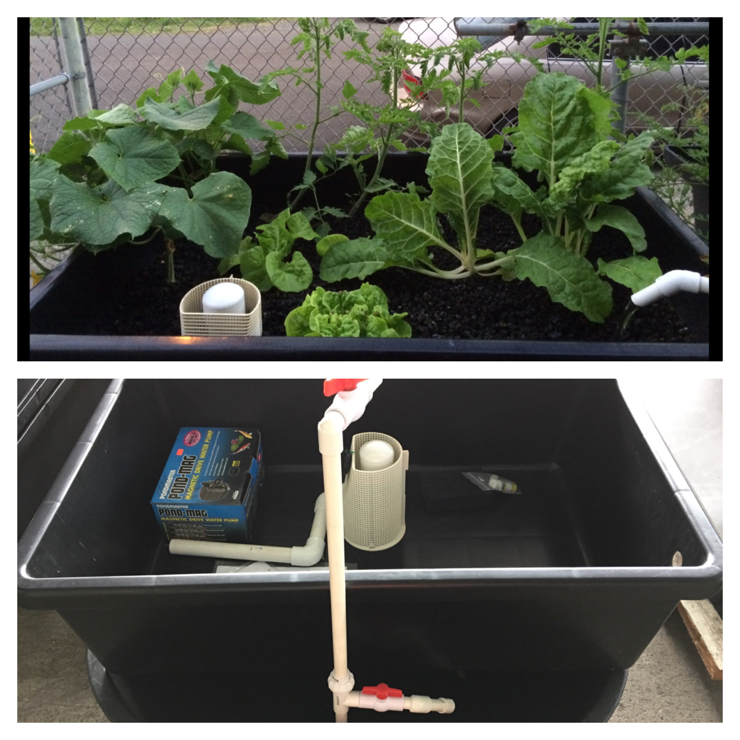 Laguna kit: Laguna grow bed approximately 60 gallons, 50 gallon pond, 350 gph water pump, medium siphon kit, medium piping set, table, 8 bags of pre-washed cinders or 4 bags of hydrocorn.