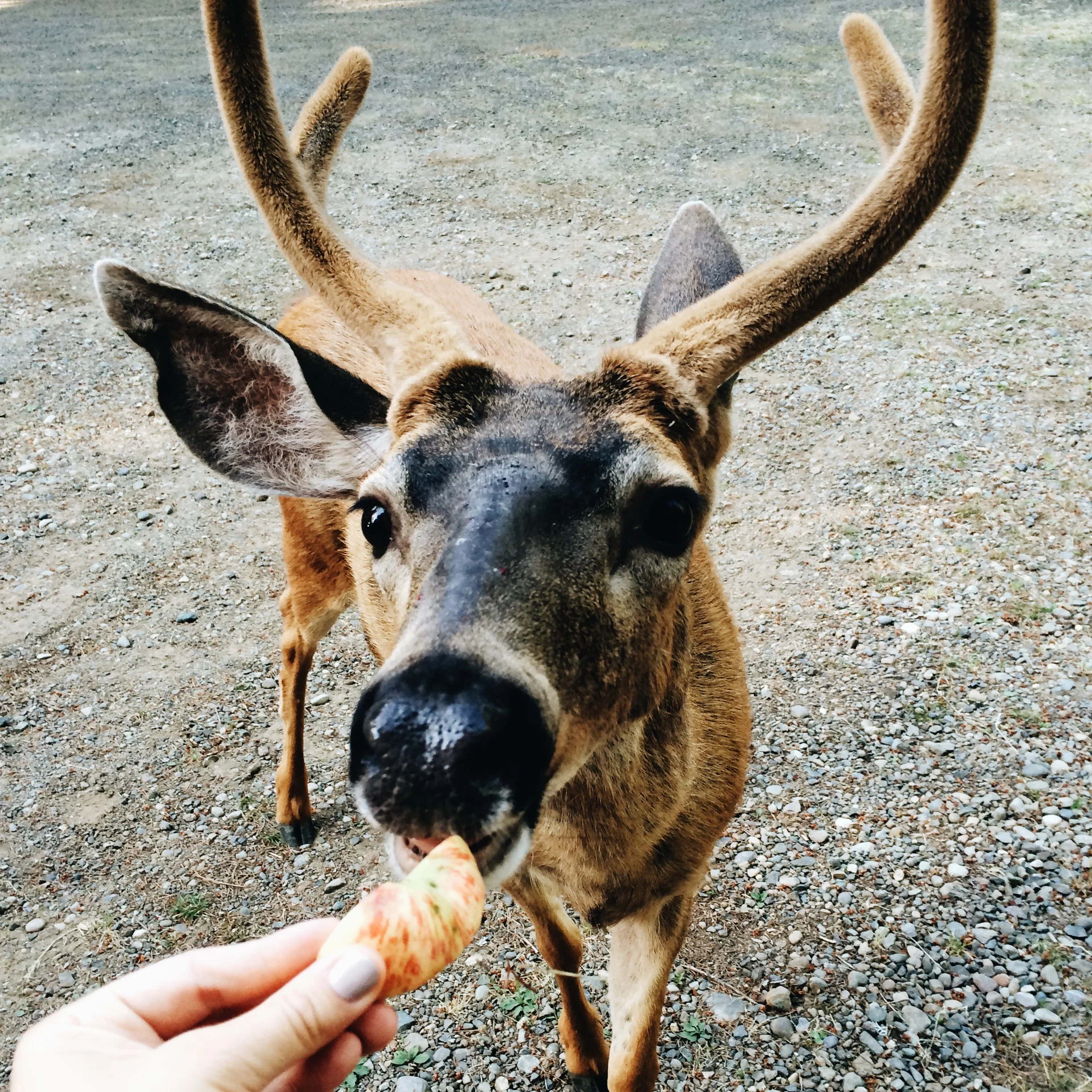 Feeding a deer, with my bare hands.