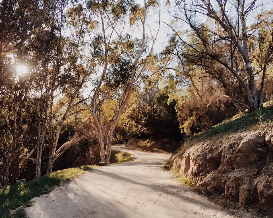 The running trails behind our house