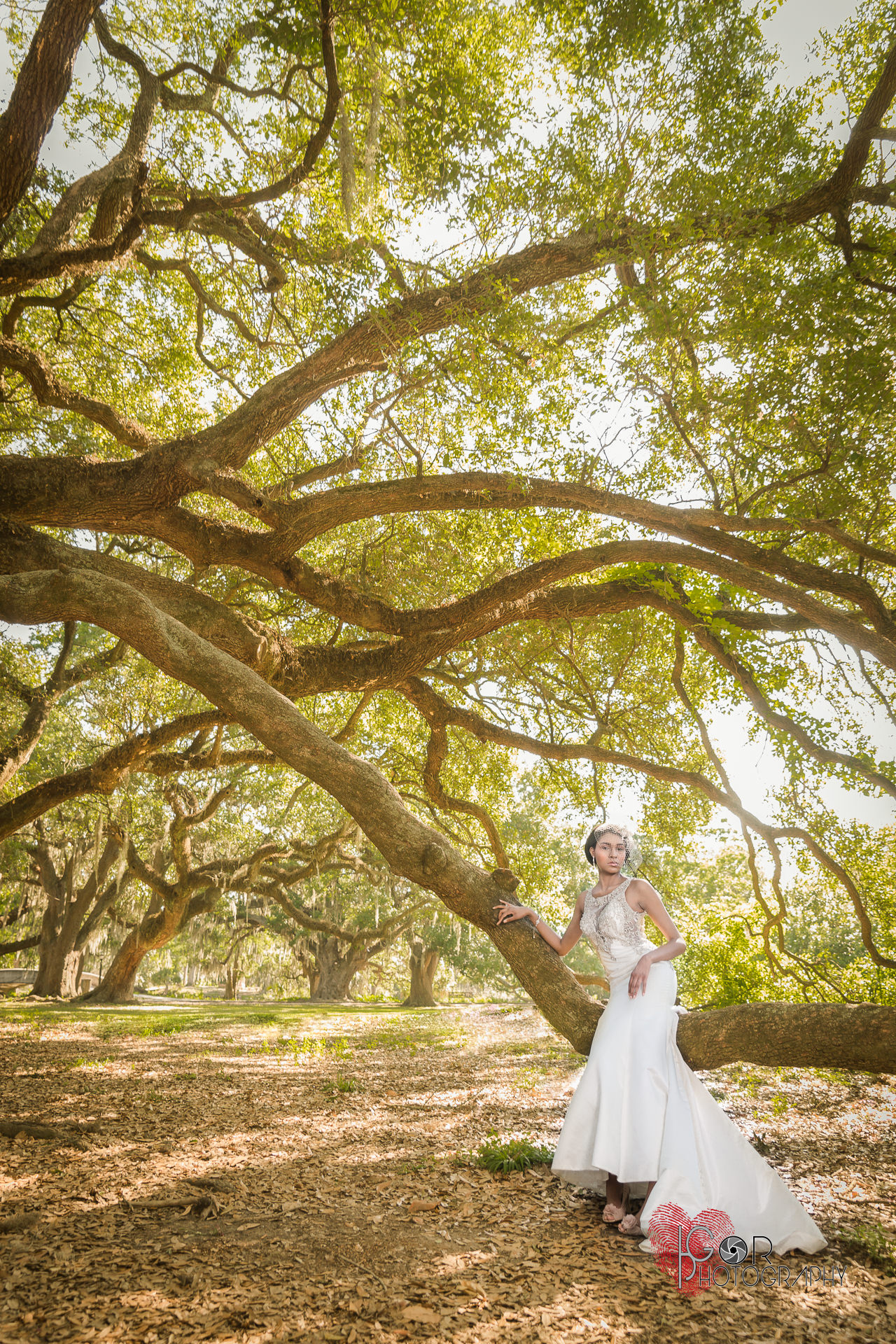 Lousiana Oak trees and bride