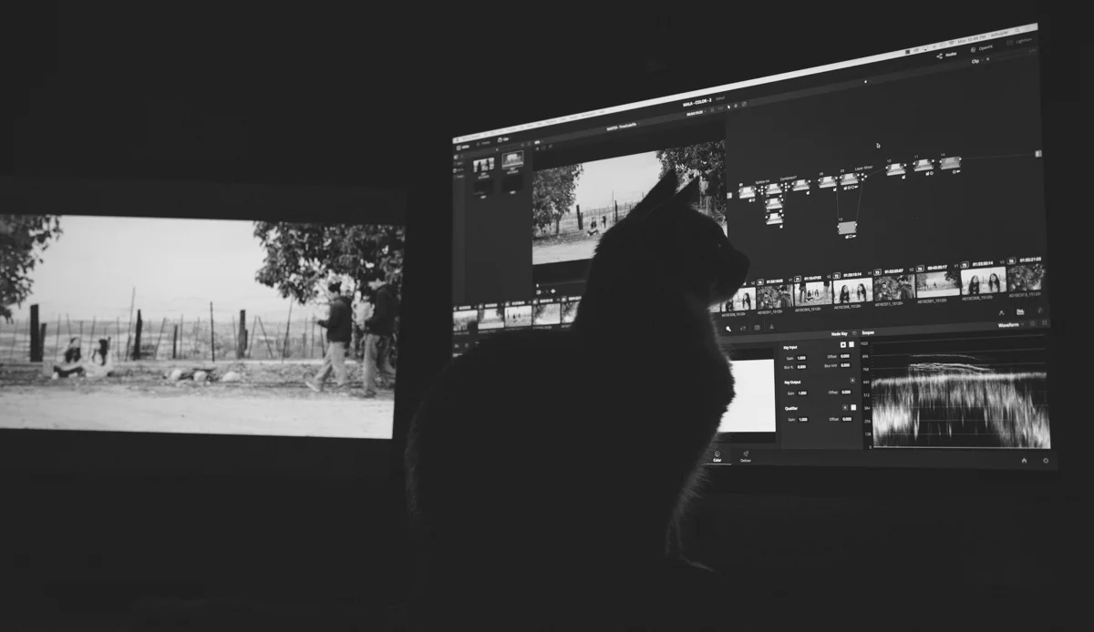 Cat_Colorist-300.jpg