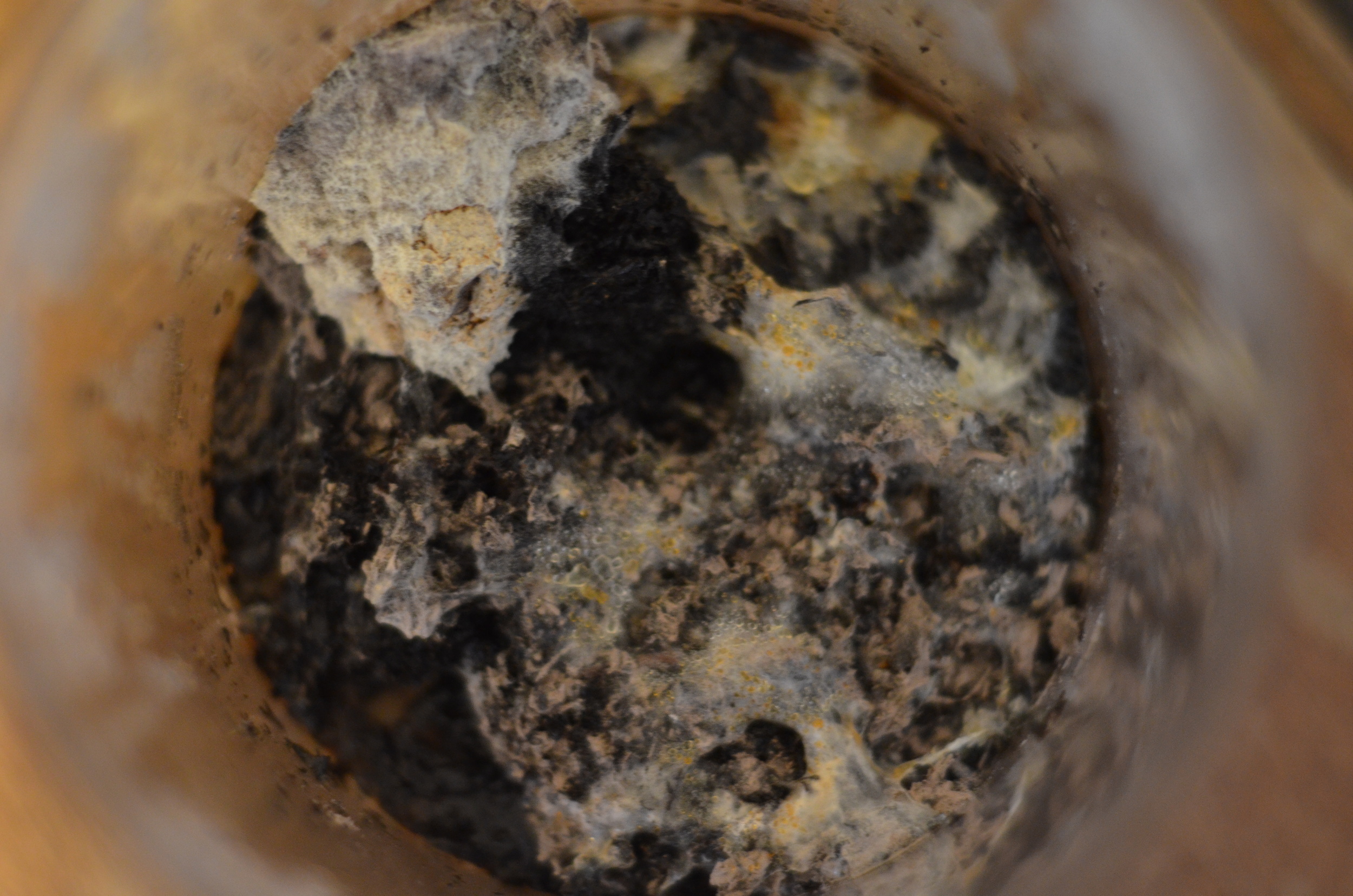 Batch #1 - begun December 31, 2015 - smells of dry mildew