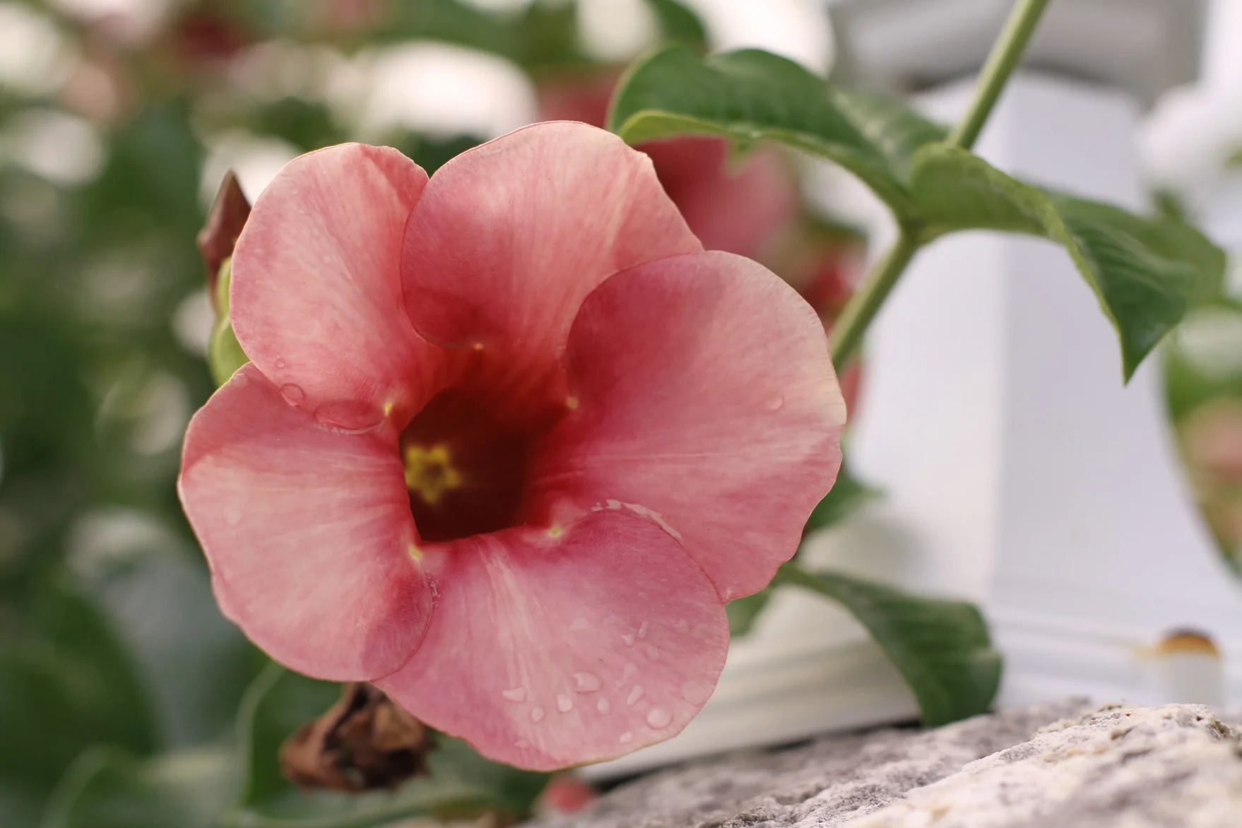 Pink Passion...