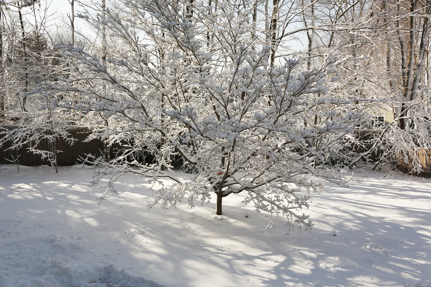 Winter White...