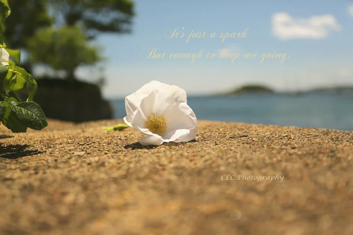 beachroseweb.jpg
