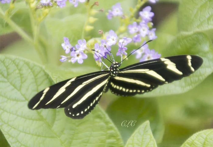 black_whitebutterflyweb.jpg