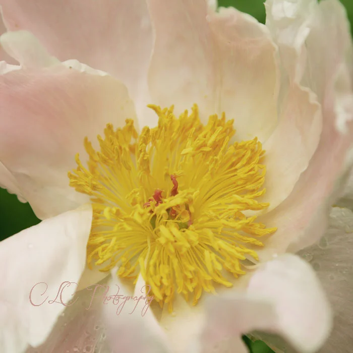 Flower2Bd23recipeweb.jpg