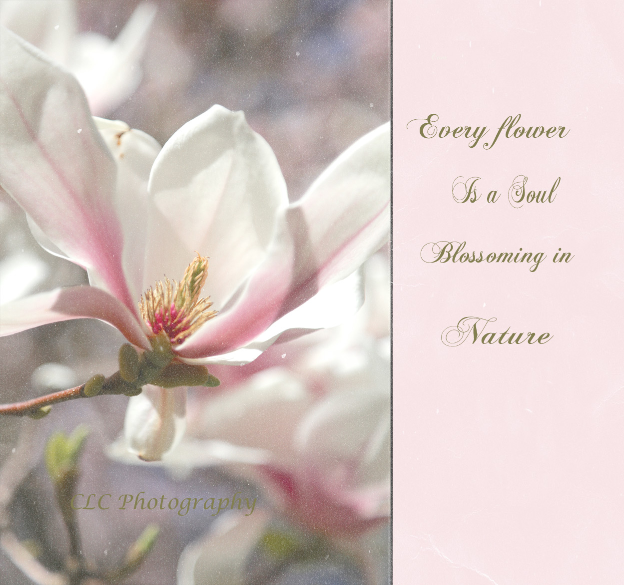 flowereBD14web.jpg