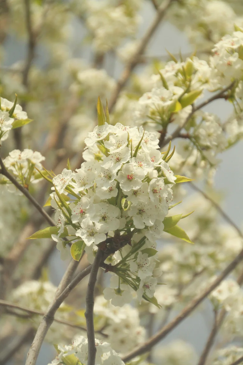 whiteblossomweb.jpg