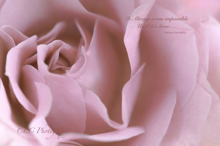 roseweb.jpg