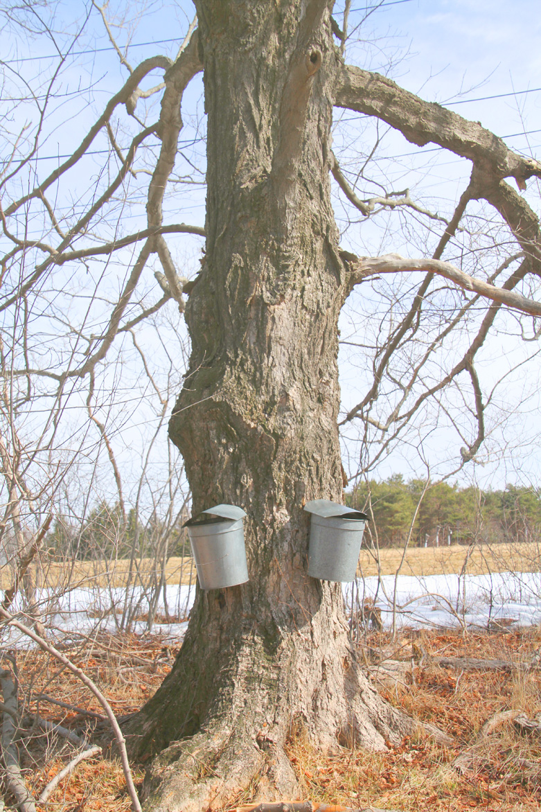 Maple Sugar Time, Wenham Mass..